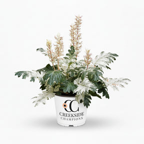 ‘Whitewater’ acanthus in a pot with white variegated leaves