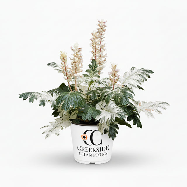 ‘Whitewater’ acanthus in a pot with white variegated leaves