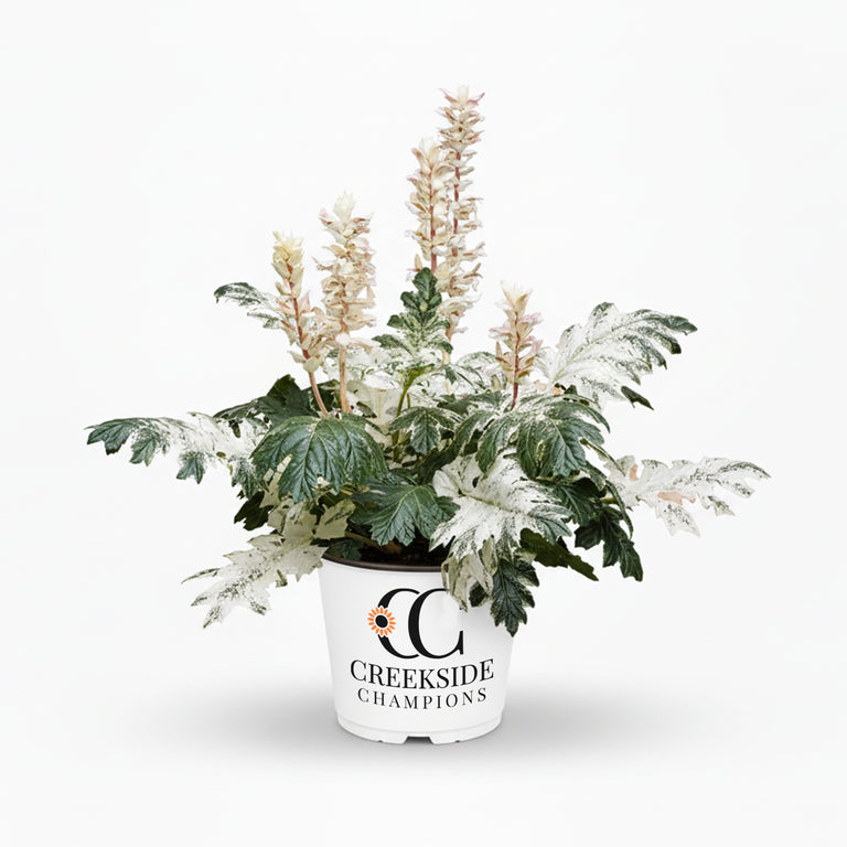 c plant Whitewater' Acanthus