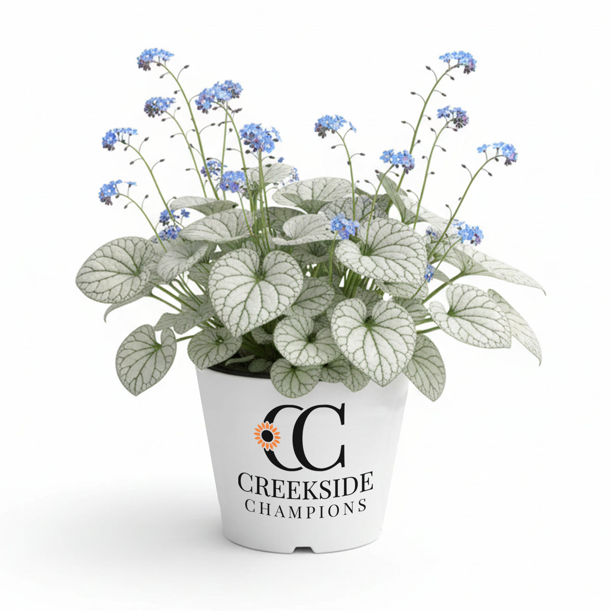 ‘Alexandria’ brunnera in a nursery pot