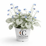 ‘Alexandria’ brunnera in a nursery pot
