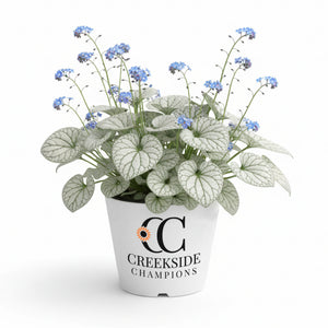 ‘Alexandria’ brunnera in a nursery pot