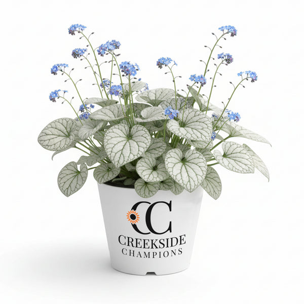 CC-Pot-brunnera-