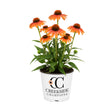 ‘Tangerine Dream’ echinacea with orange flowers in a pot