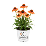 ‘Tangerine Dream’ echinacea with orange flowers in a pot