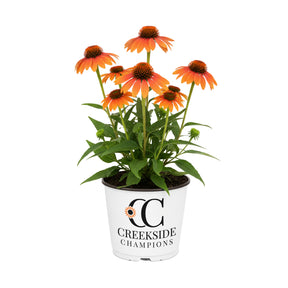‘Tangerine Dream’ echinacea with orange flowers in a pot