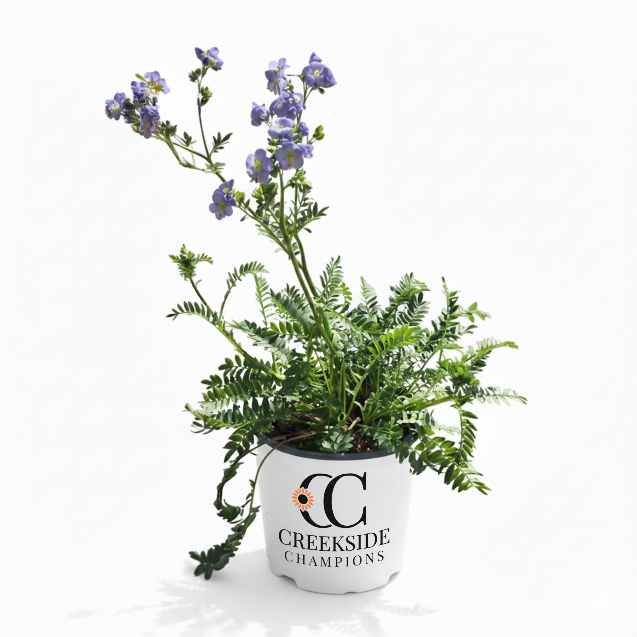 Hurricane Ridge' Polemonium | Creekside Champions™ – Creekside