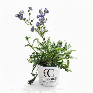‘Hurricane Ridge’ Polemonium in a nursery pot