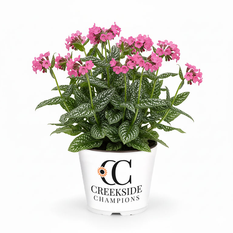 Shrimps on the Barbie Pulmonaria | Creekside Champions