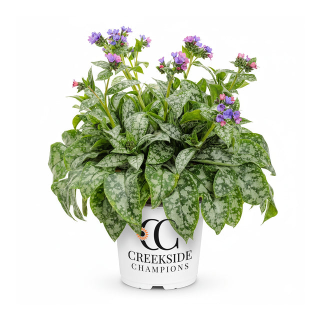 Trevi Fountain pulmonaria with spotted leaves and blue flowers