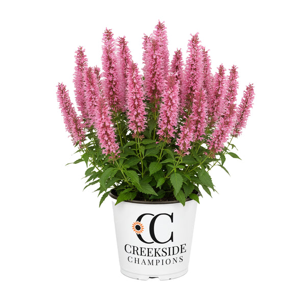 CN-CC-Agastache-