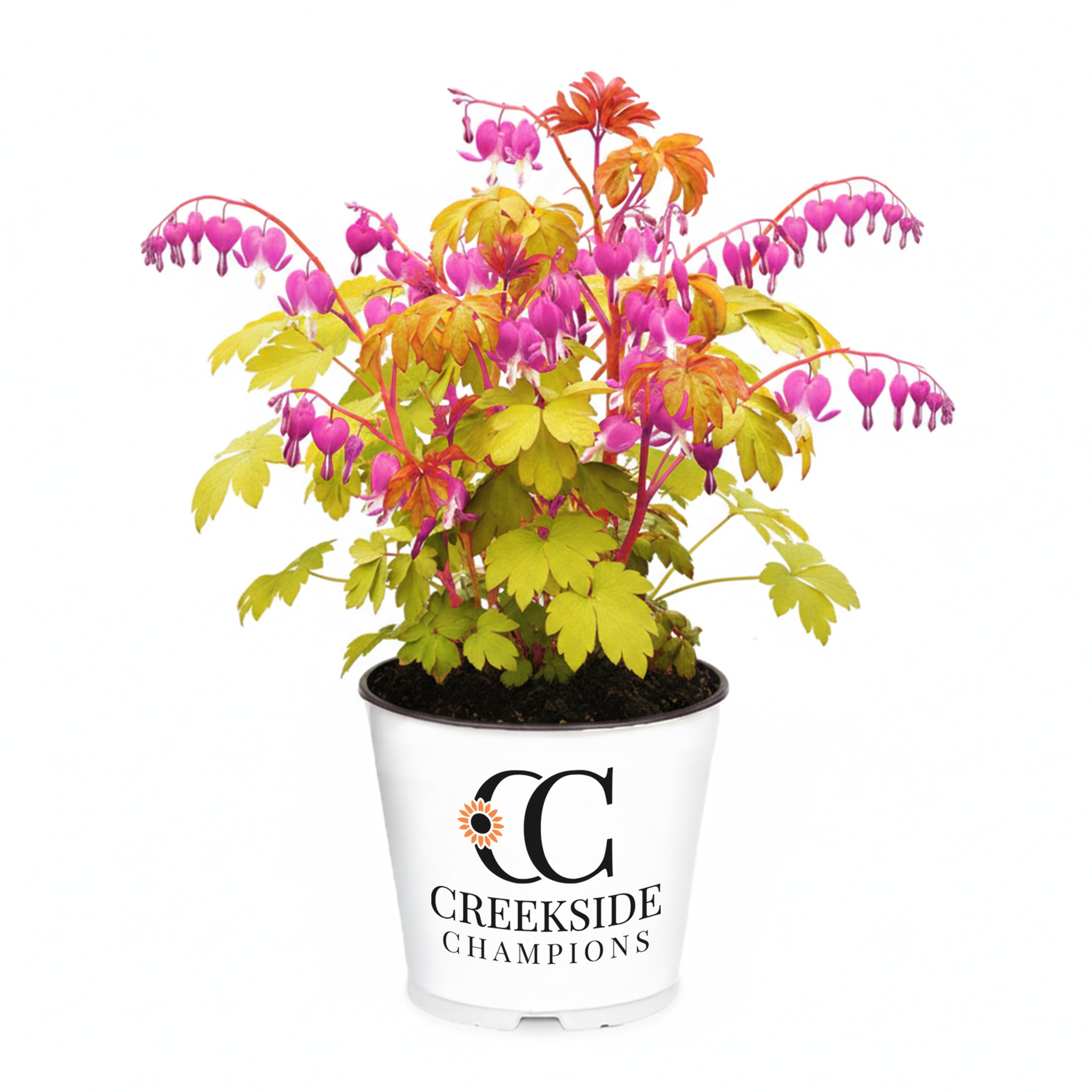 Brunnera macrophylla 'Queen of Hearts' | Proven Winners