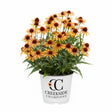 Flame Thrower echinacea with pink and orange flowers in a pot