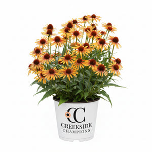 Flame Thrower echinacea with pink and orange flowers in a pot