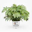 ‘Spider’s Web’ fatsia japonica in a container with variegated leaves