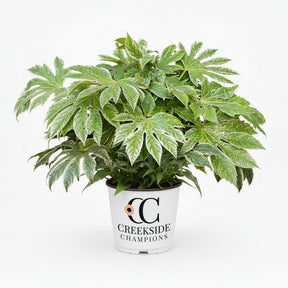 ‘Spider’s Web’ fatsia japonica in a container with variegated leaves