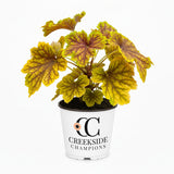 ‘Red Lightning’ heuchera in a nursery pot