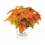 Southern Comfort heuchera in a nursery pot