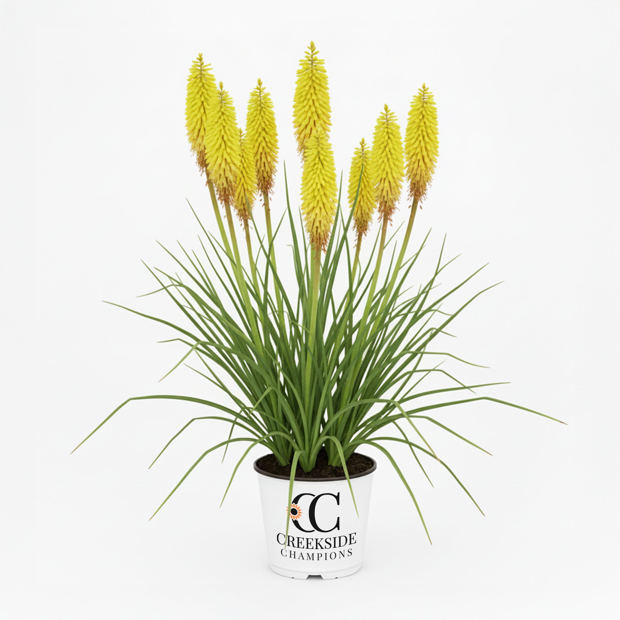 山*び様 G-RAP Talon Cremeology Pineapple Popsicle' Kniphofia | Creekside Champions™ – Creekside