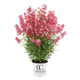 Flock of Flamingos' penstemon with pink tubular flowers