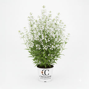 Nova Pearl penstemon with pale pink flowers in bloom