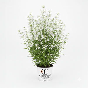 Nova Pearl penstemon with pale pink flowers in bloom