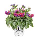 Raspberry Splash pulmonaria with spotted leaves and pink blooms