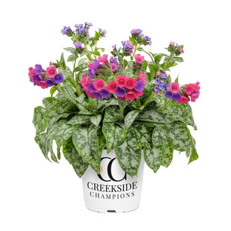 Raspberry Splash pulmonaria with spotted leaves and pink blooms