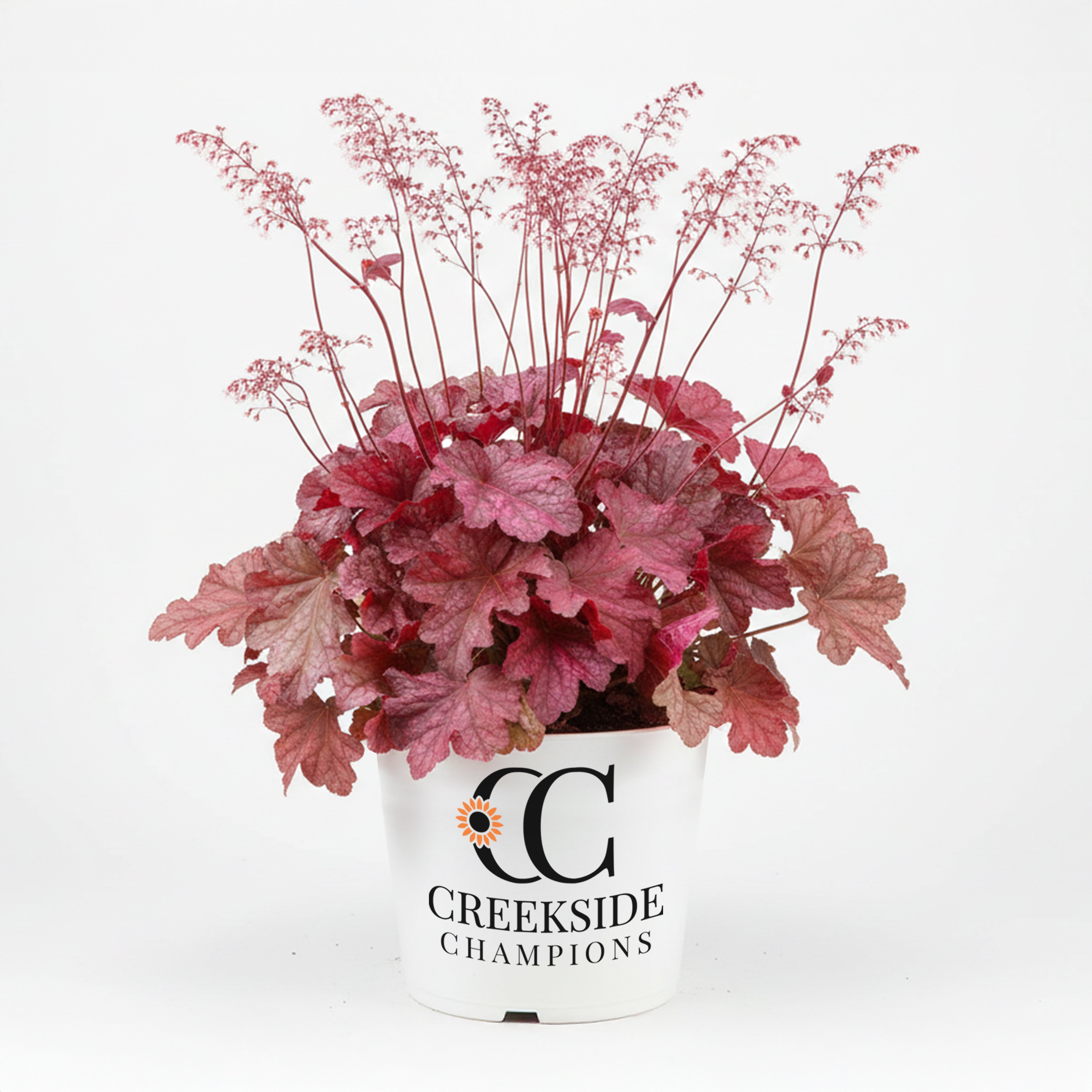 Creekside Champions Heuchera - Thumbnail 4