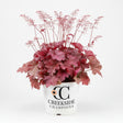 Berry Smoothie heuchera with purple leaves in a pot