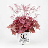 Berry Smoothie heuchera with purple leaves in a pot