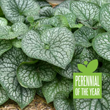Brunnera macrophylla 'Jack of Diamonds' in a pot