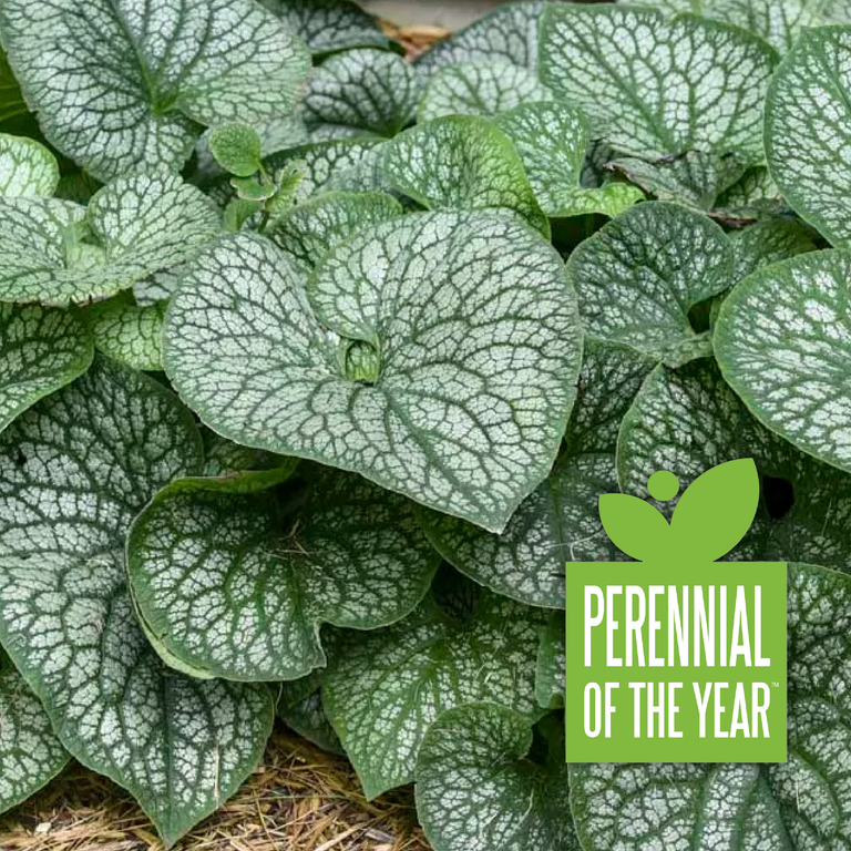 Brunnera macrophylla 'Jack of Diamonds' | Proven Winners