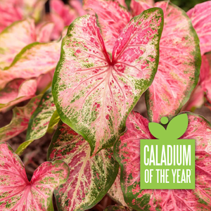 Heart to Heart Blushing Bride caladium in a pot