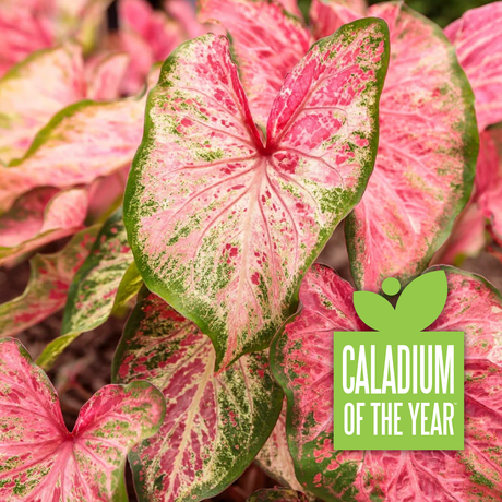 Heart to Heart Blushing Bride caladium in a pot