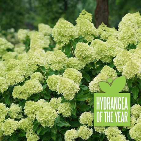 Little Lime Punch panicle hydrangea in a nursery pot