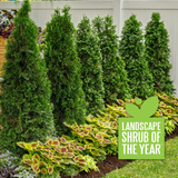North Pole arborvitae Thuja in a nursery pot