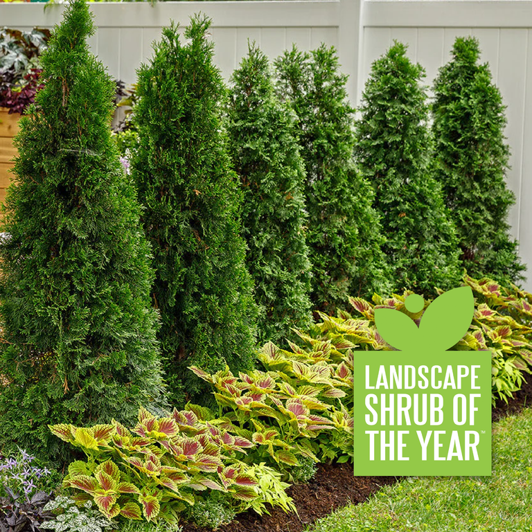 North Pole® Arborvitae Thuja – Creekside Nursery, Inc