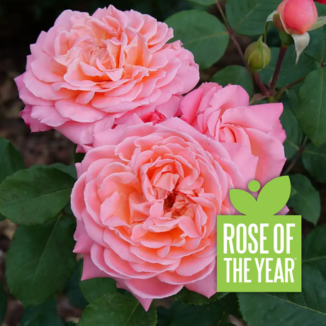 Coral rose blooms on a Reminiscent rose plant