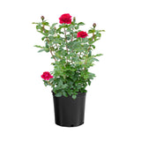 Stiletto™ rose in bloom with pink flowers in a pot