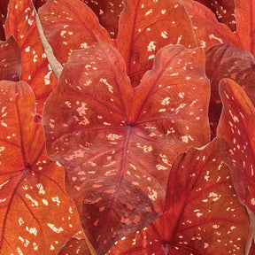 Heart to Heart Burning Heart caladium in a pot with red leaves