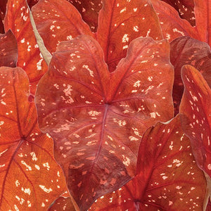 Heart to Heart Burning Heart caladium in a pot with red leaves