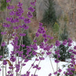 Bubble Up beautyberry shrub with purple berry clusters
