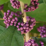 Bubble Up Beautyberry in a nursery pot