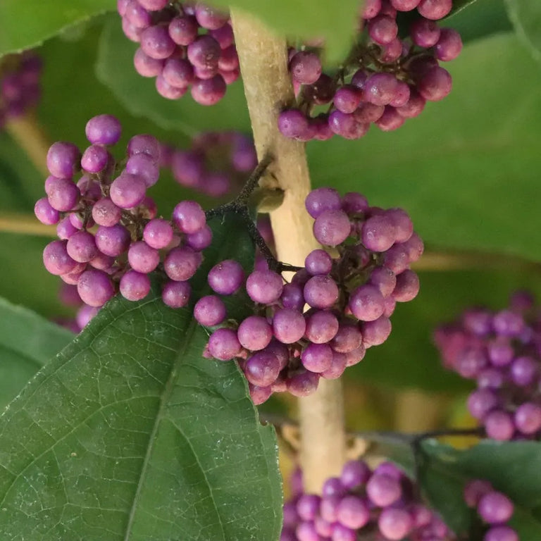 BUBBLE UP™ Beautyberry
