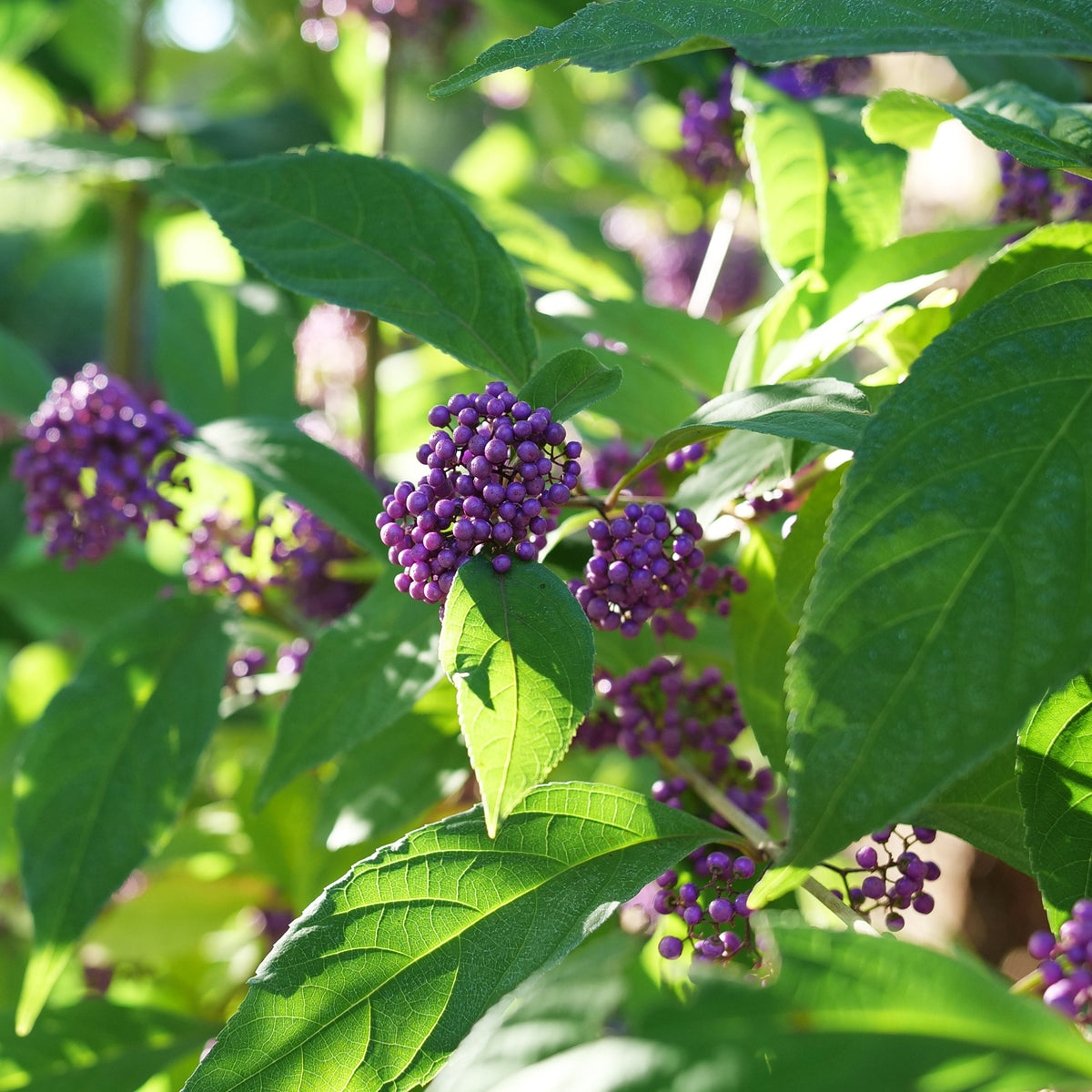 Bubble Up beautyberry shrub with purple berry clusters