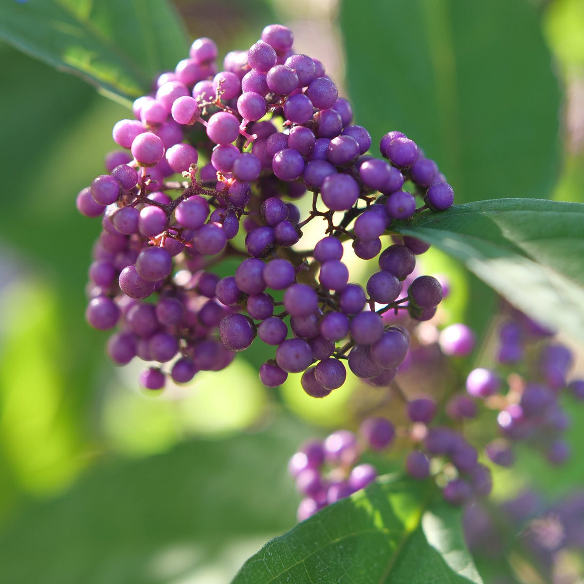 Bubble Up Beautyberry in a nursery pot