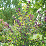 Beautyberry shrub with purple berry clusters in a pot