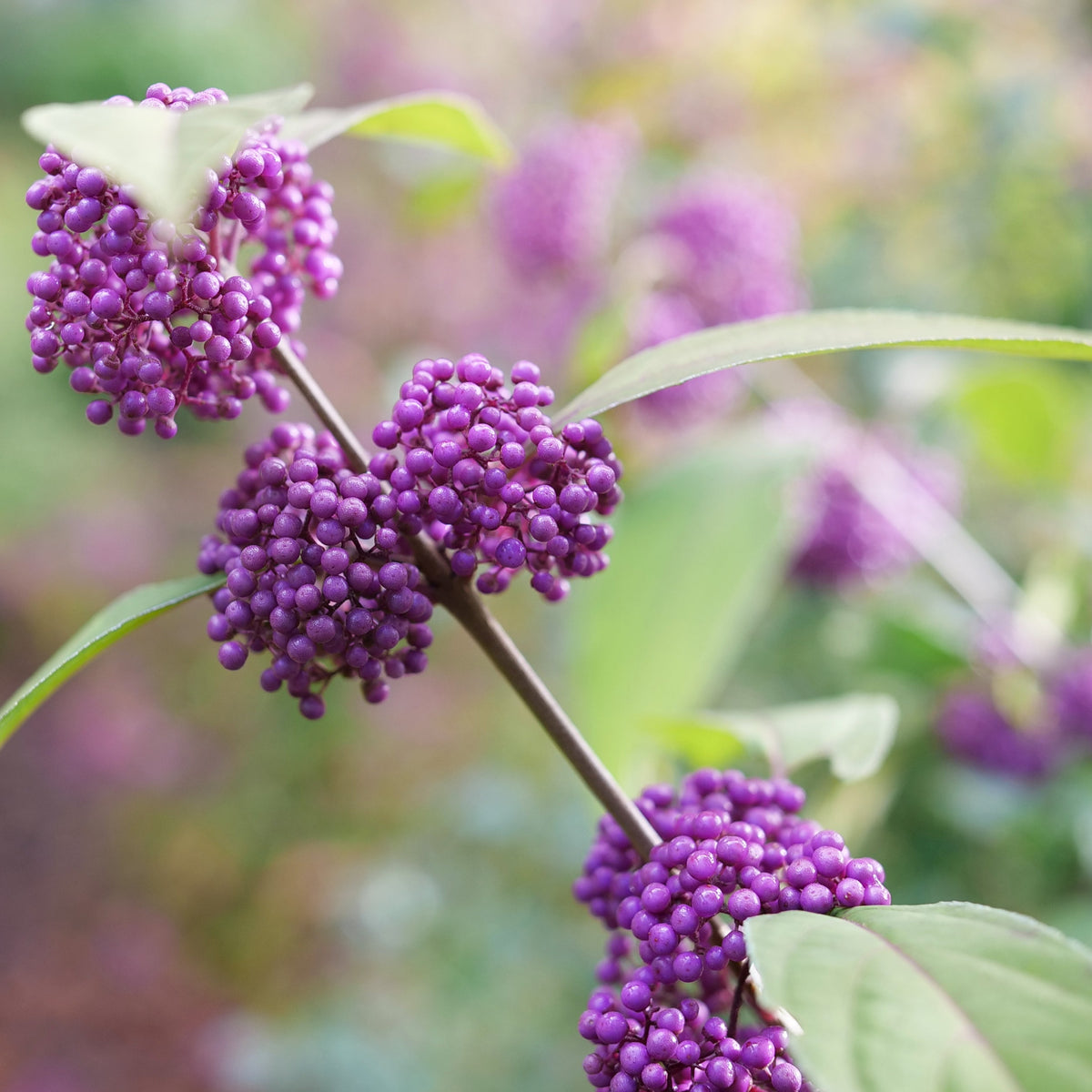 Beautyberry plant in a pot with clusters of purple berries