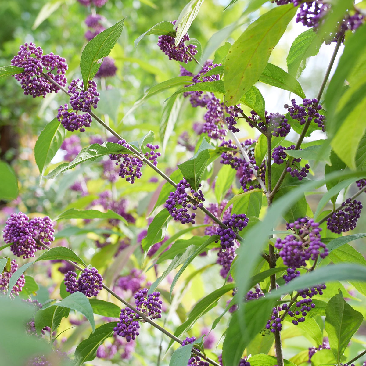 Bubble Up beautyberry shrub with purple berries and green foliage